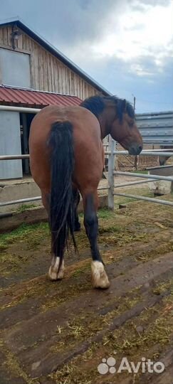 Лошадь жеребец