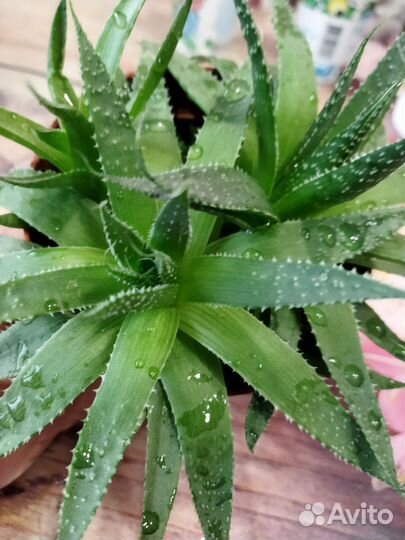 Алоэ остистое