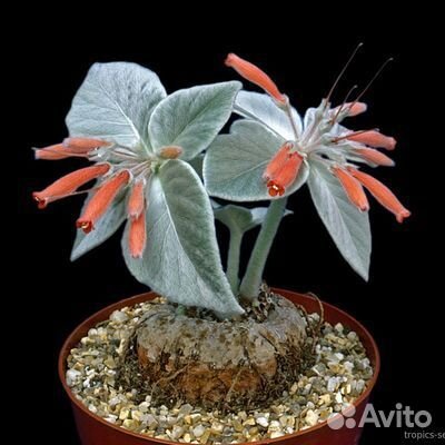 Каллизия; глоксиния; пеперомия; сансевиерия