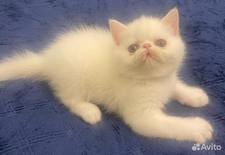 Персидские котята
