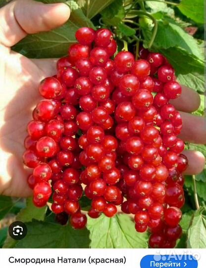 Смородина красная белая черная. Кусты двухлетки