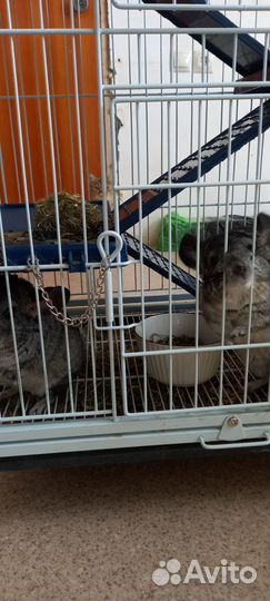 Две шиншилы