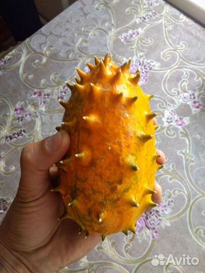 Кивано Семена