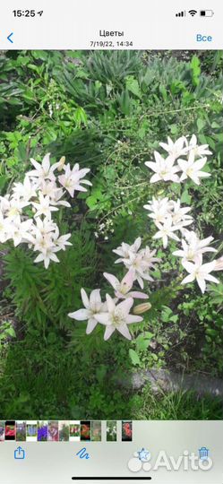 Многолетники для сада