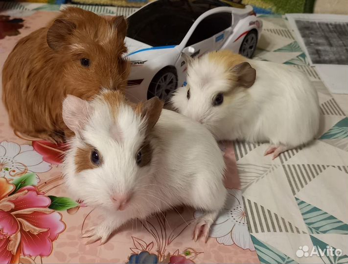 Морская свинка