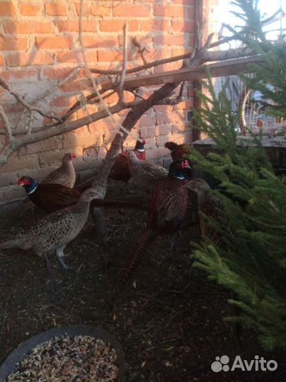 Фазаны разных видов