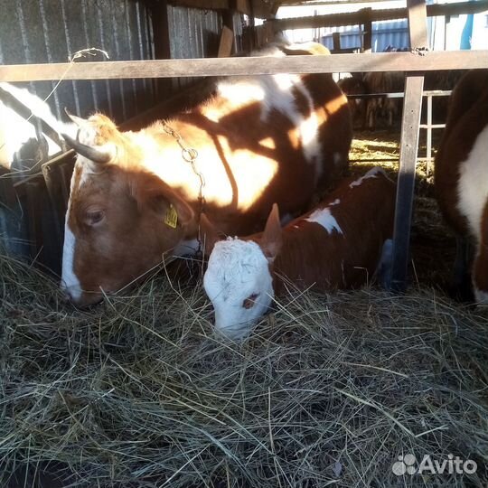 Продам корову с теленком