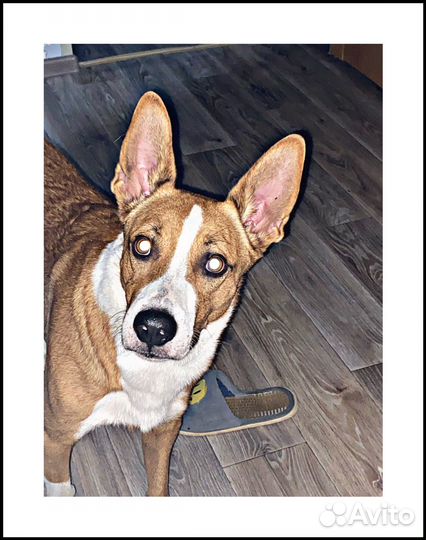 Отдам в добрые руки