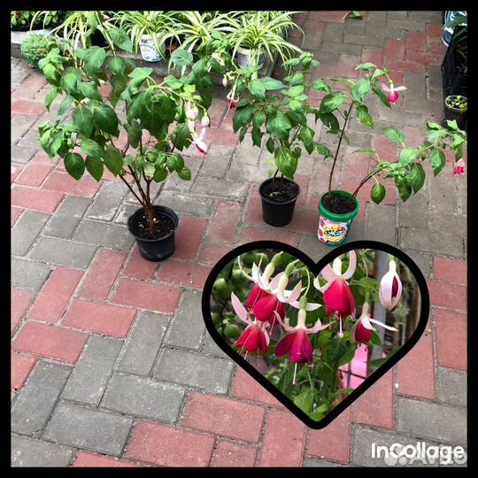 Фуксия,гибискус(китайская роза)