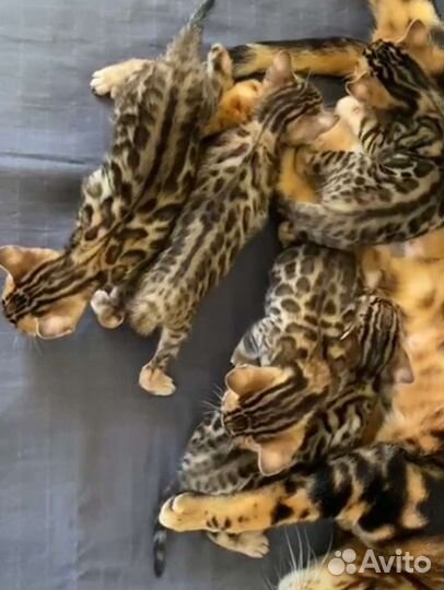 Бенгальский Кот вязка