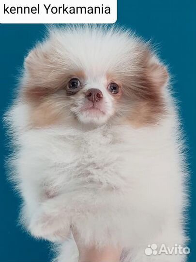 Померанский шпиц шоколадный триколор мерле