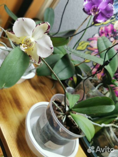 Орхидея фаленопсис