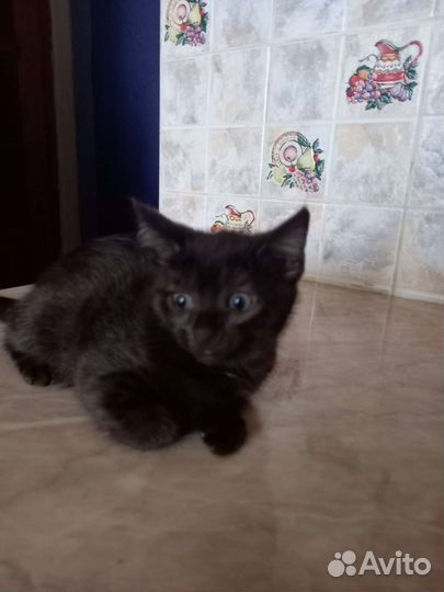 Котята в добрые руки 2 месяца