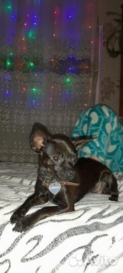 Собака той терьер вязка девочка