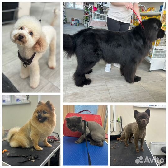 Груминг собак и кошек с выездом на дом