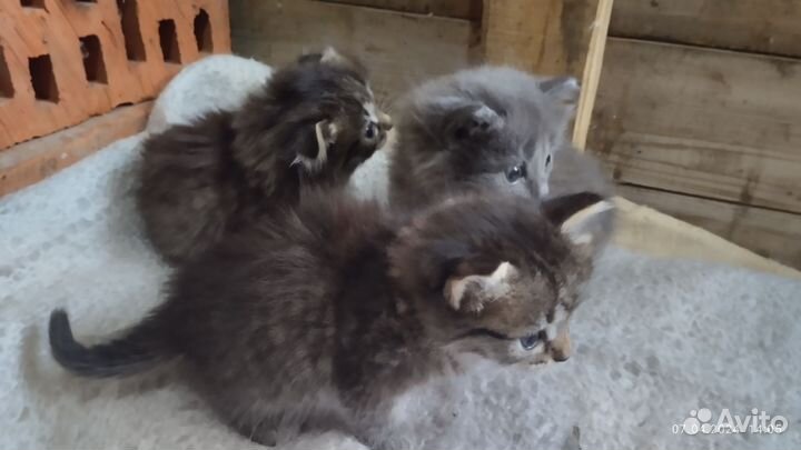 Котята в добрые руки бесплатно