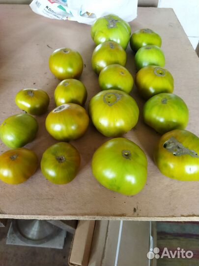 Семена Помидор