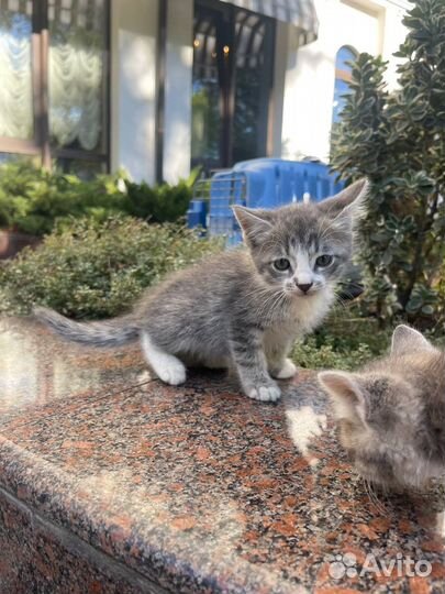 Котята бесплатно
