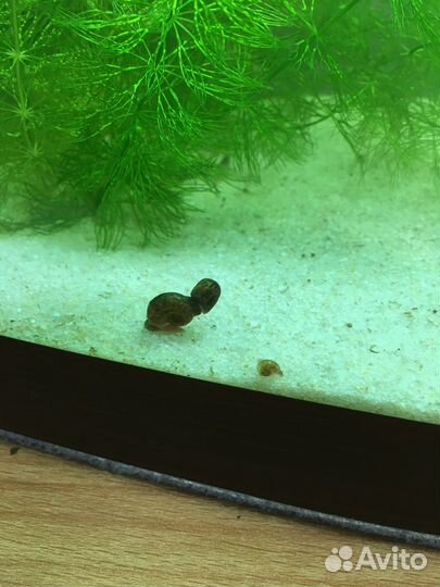 Улитки аквариумные