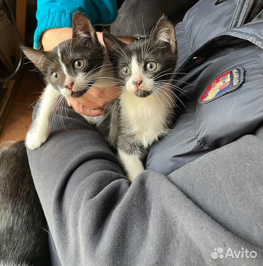 Дарим котяток
