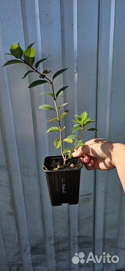 Гортензия метельчатая саженцы