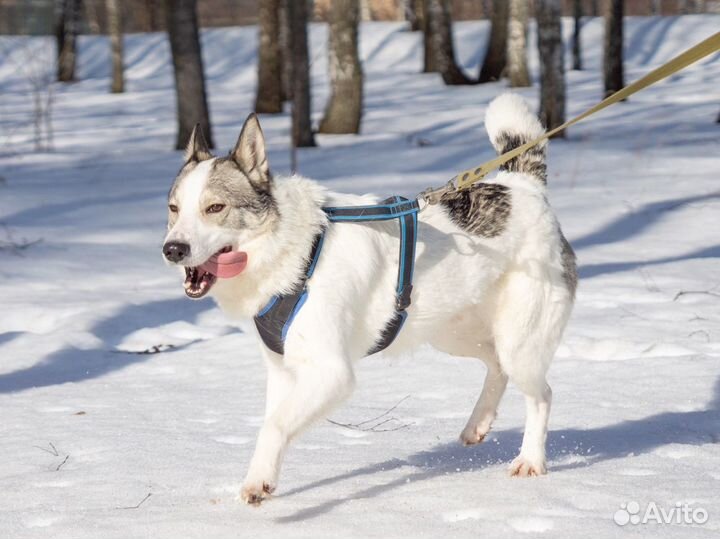 Молодой пёс из приюта в поисках дома