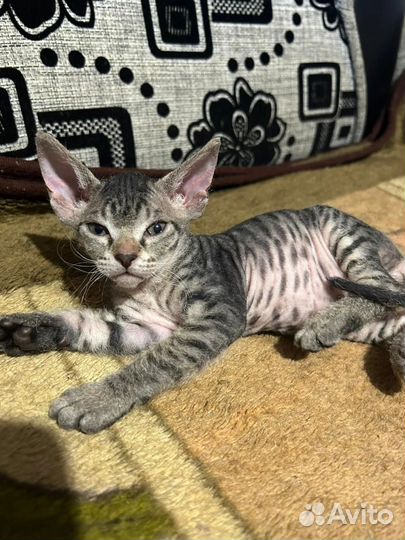 Сфинкс велюр девочка