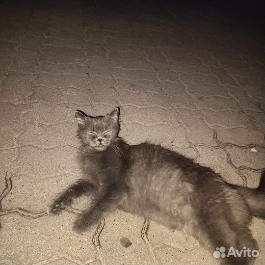 Кошечка в добрые руки
