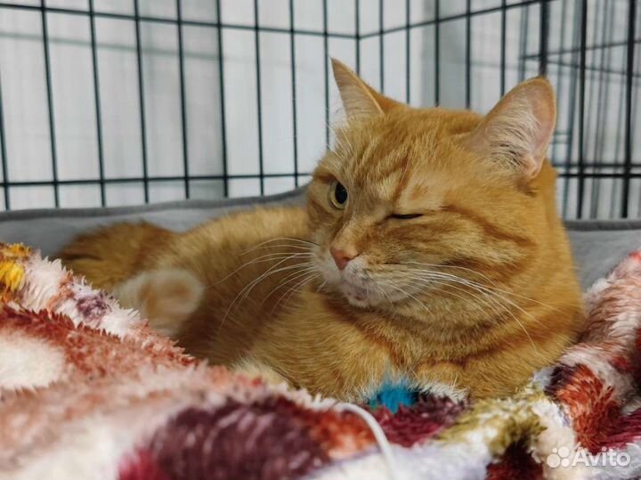 Передержка кошки(кота) на время отпуска