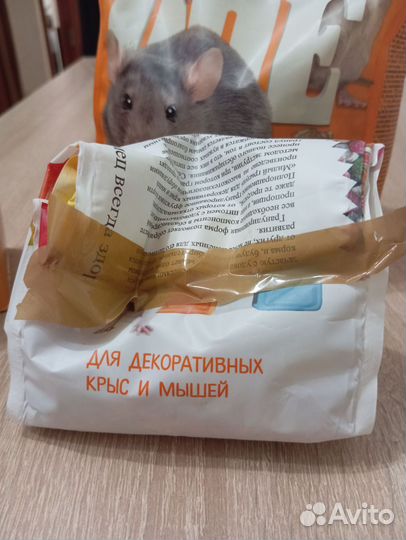 Корм для крыс