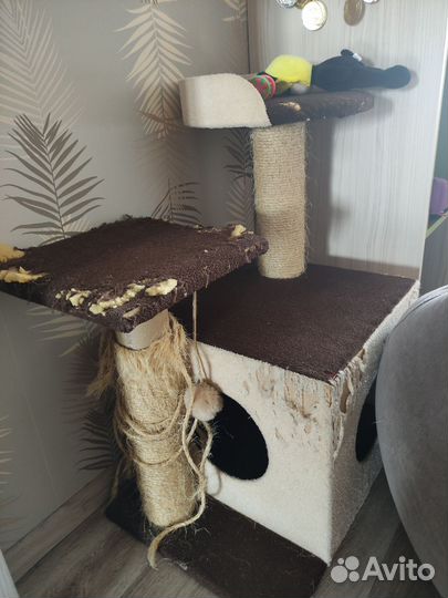 Когтеточка