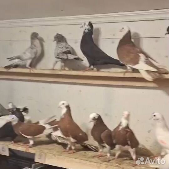 Голуби Бакинские бойные широкохвостые