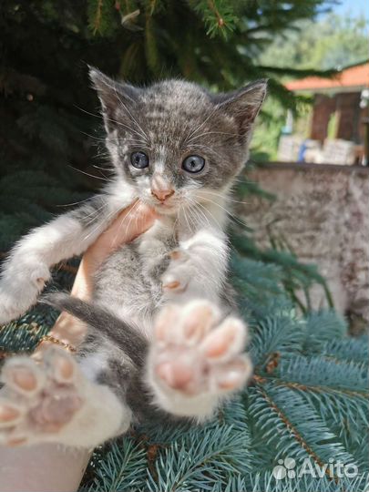 Котёнок