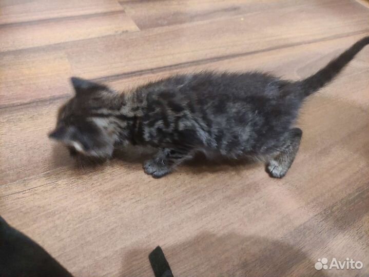 Котенок в добрые руки