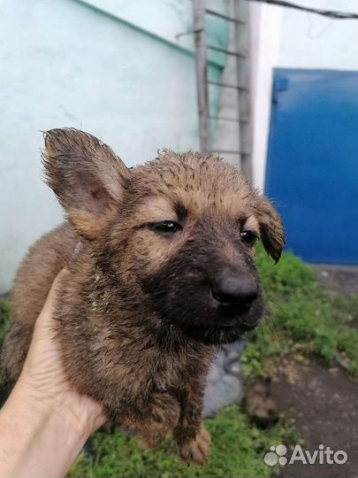 Щенки немецкой овчарки бесплатно