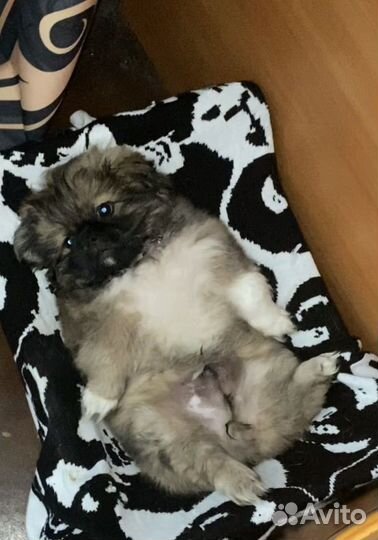 Щенки пекинеса