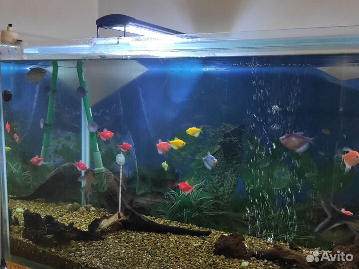 Аквариум