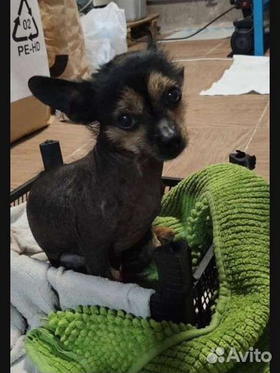 Нашёлся пёсик