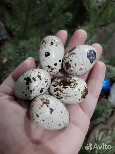 Яйца перепелиные столовое, инкубационное