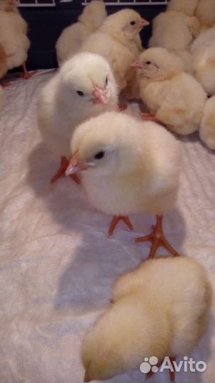 Цыплята бройлеры Кобб 500, Росс 308 (Словакия)