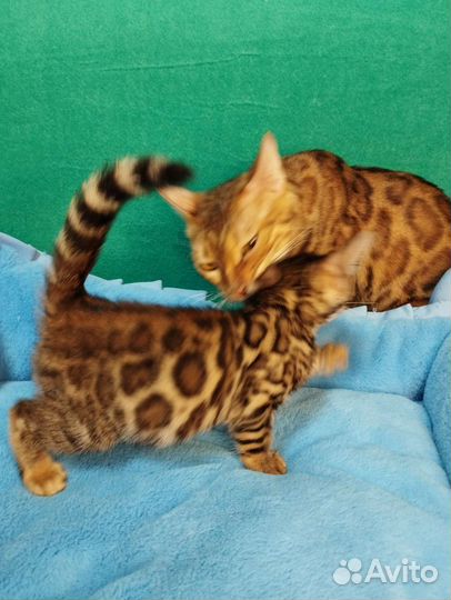 Бенгальская