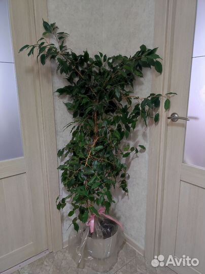 Фикус Бенджамина 140см