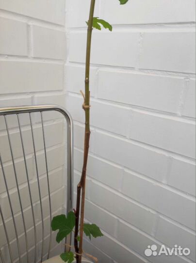 Растение инжир комнатные растения