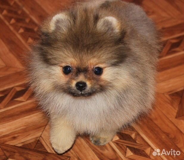 Щенки шпица