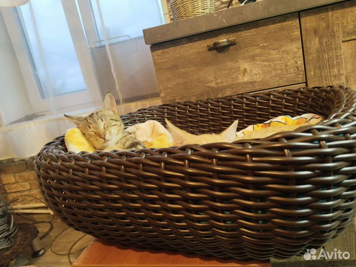 Кашпо, лежанки для животных