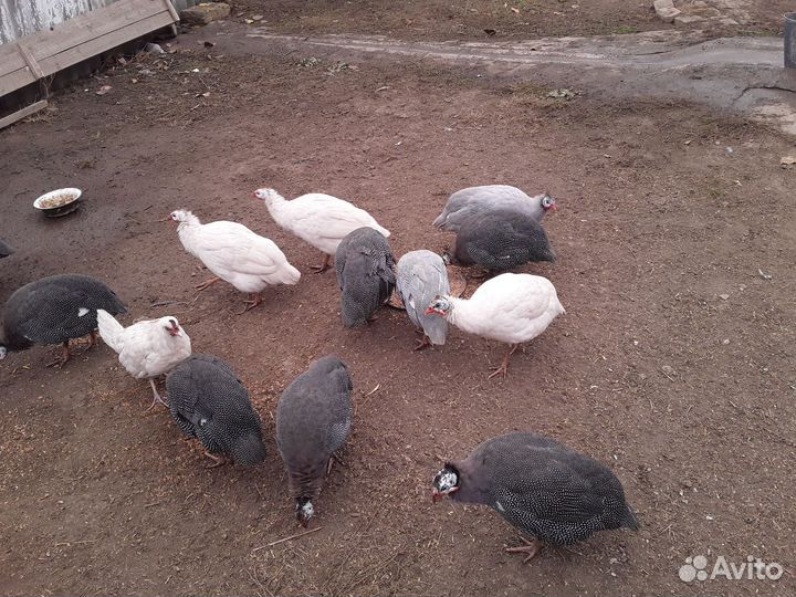 Продам птицу гуси 5голов цесарки 15г этого года