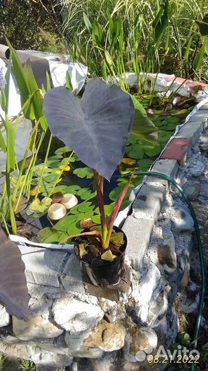 Растения для пруда