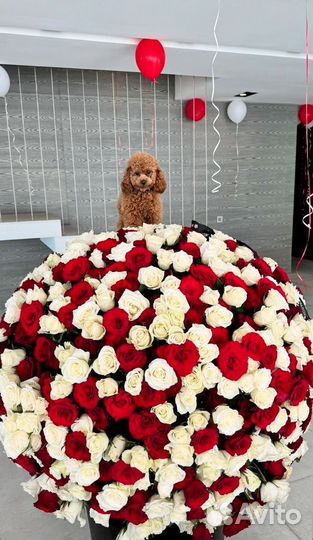 Букеты 51,101 роза