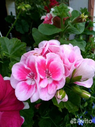 Пеларгония герань