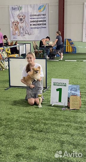 Вязка кобель чихуахуа